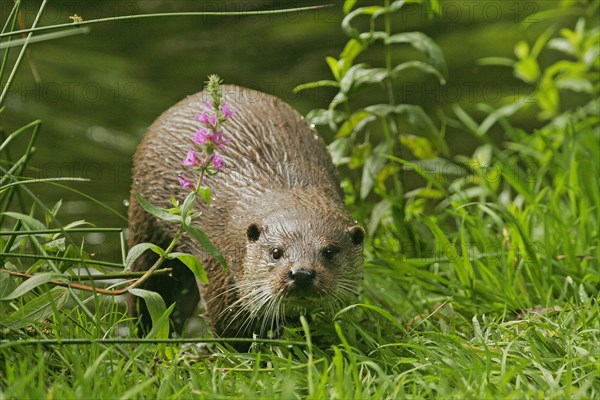 European otter