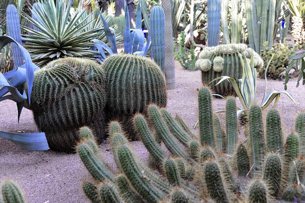 Jardin Majorelle