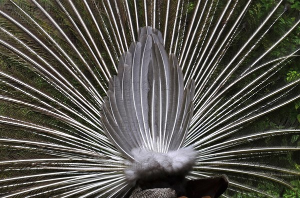 Rear view of the erect feathers of the crowned crane in the zoo