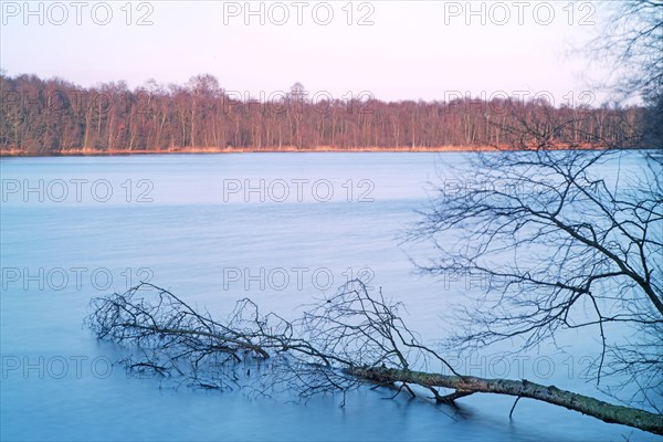 Fallen tree