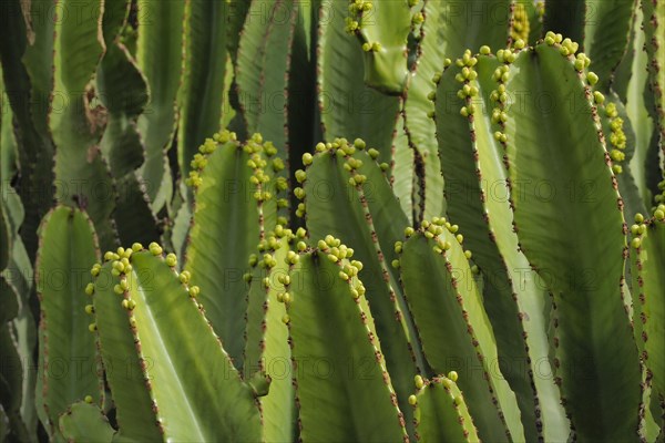 Several candelabra tree