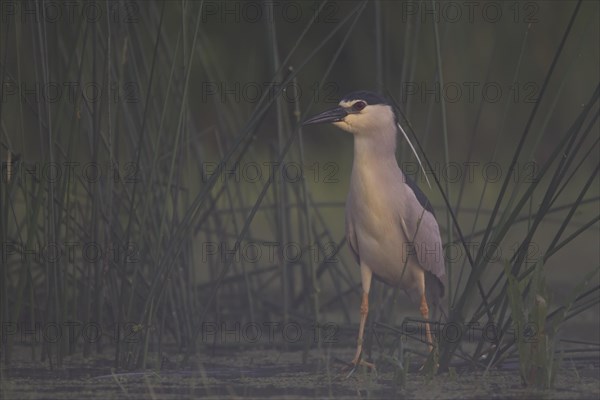 Black crowned night heron
