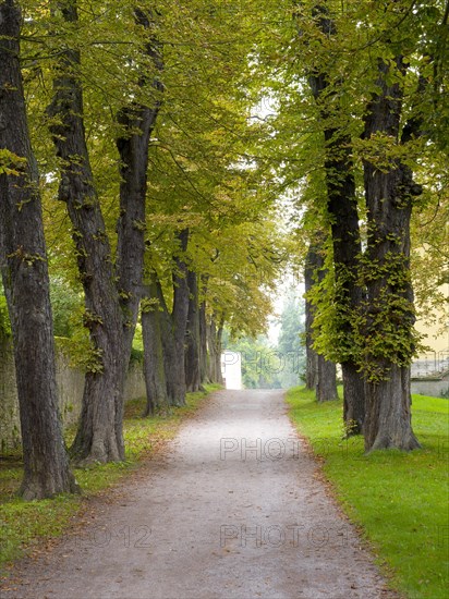 Avenue of trees with horse-chestnuts