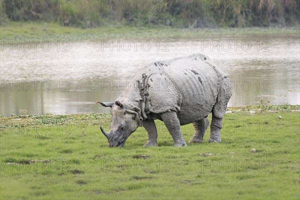 Indian rhino