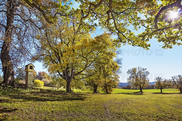 Autumnal oaks