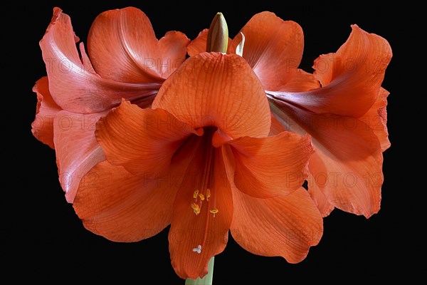 Amaryllis flowers on a black background