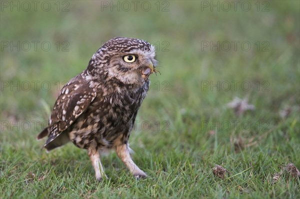 Little owl