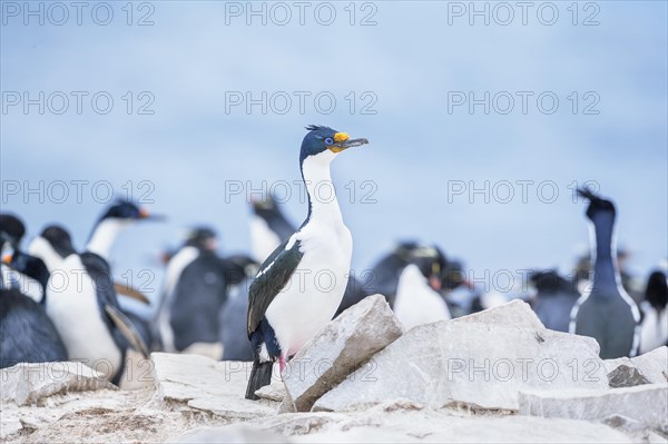 Imperial shag