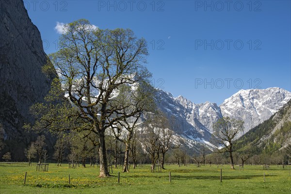 Mountain maple trees