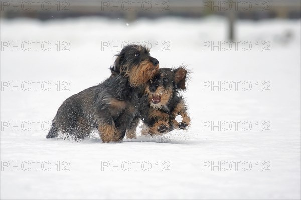 Rough-haired dachshund