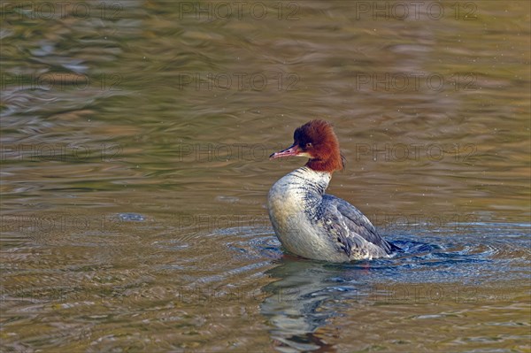 Common merganser