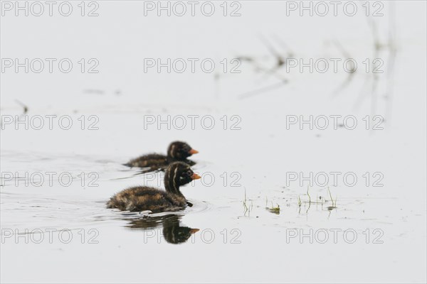 Young little grebe