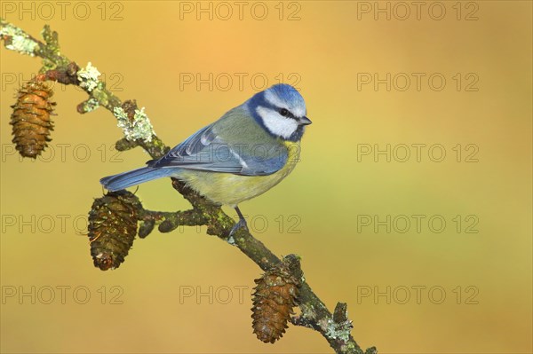 Blue tit