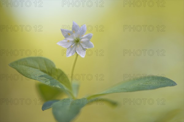 Chickweed wintergreen