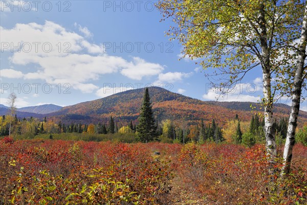 Autumnal landscape