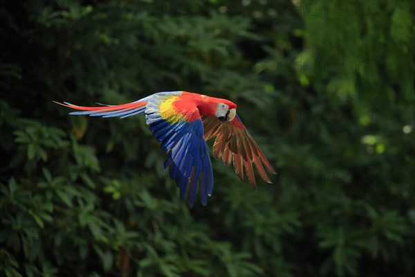 Scarlet macaw