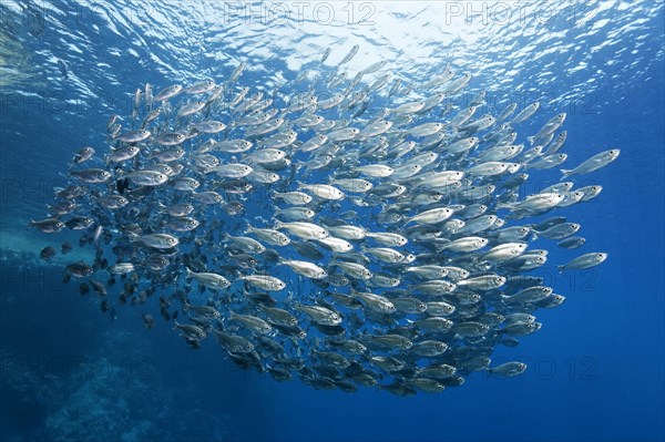 Shoal of five-striped tails