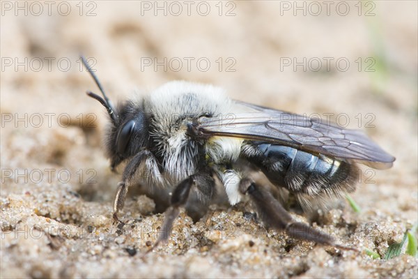 Ashy mining bee