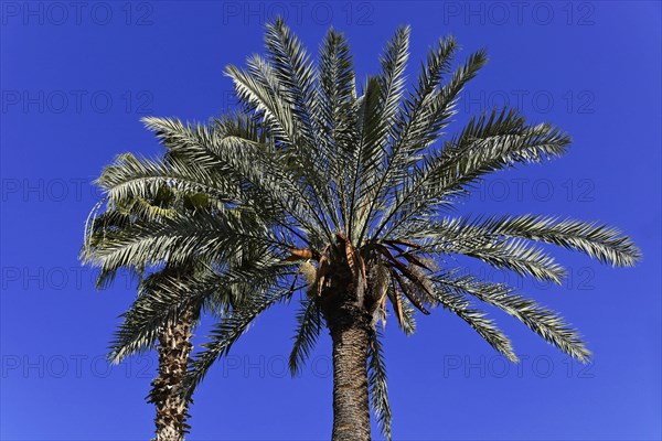 Jardin Majorelle