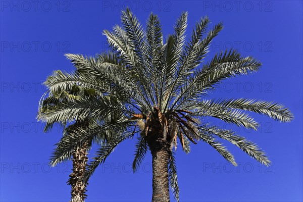 Jardin Majorelle