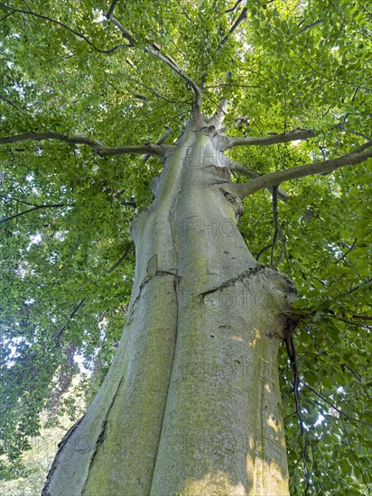 Common beech