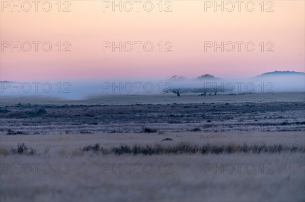 Morning mist at Tiger Canyon Farm