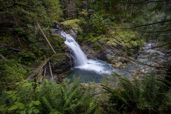 Small waterfall in a forest with dense vegetation