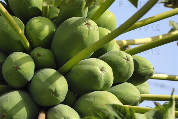 Green papaya on tree