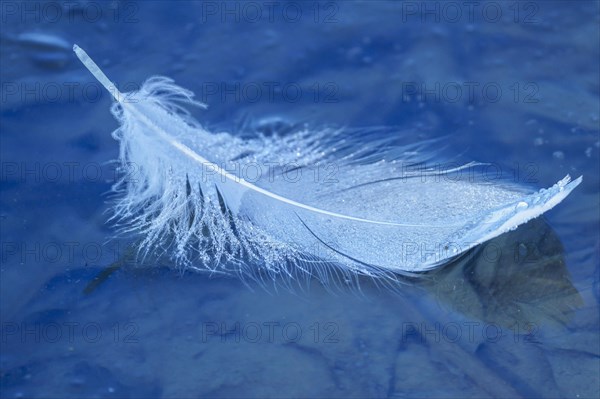 A feather of a whooper swan