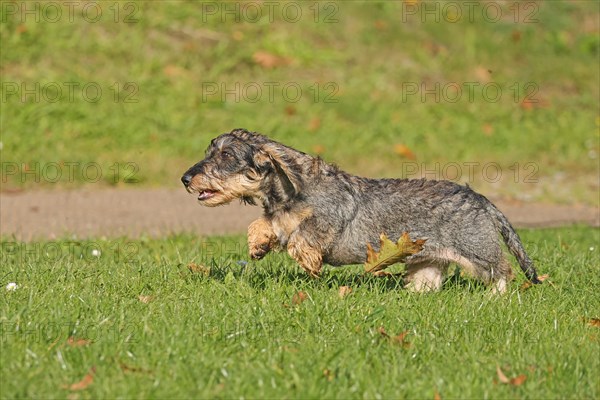 Rough-haired dachshund