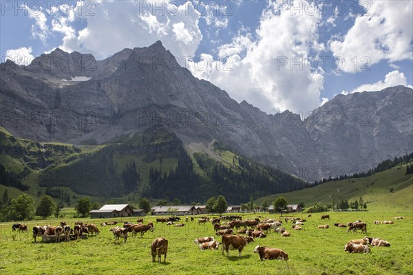 Cows on the pasture