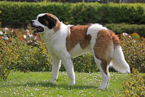 Saint Bernard dog