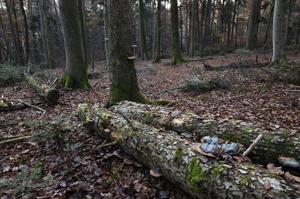 Red banded polypore