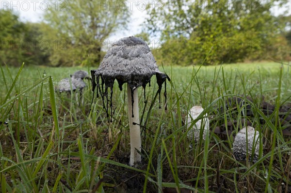 Shaggy ink cap