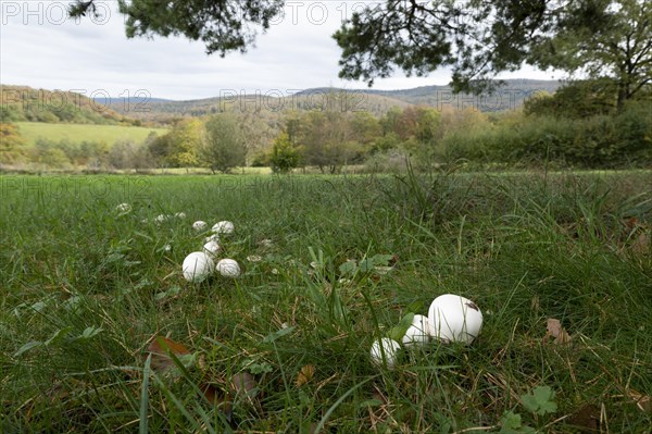 Field mushroom