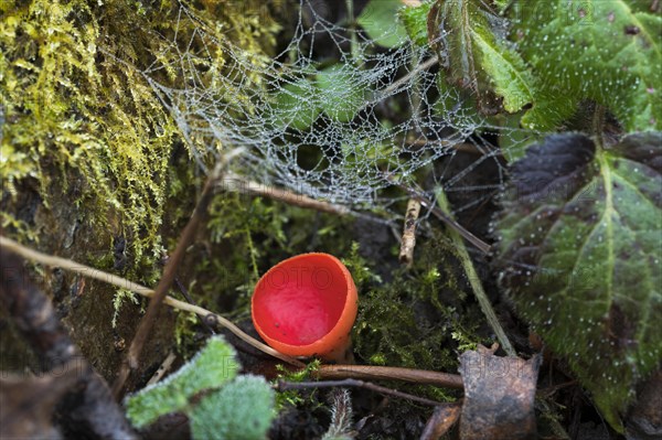 Scarlet elf cup