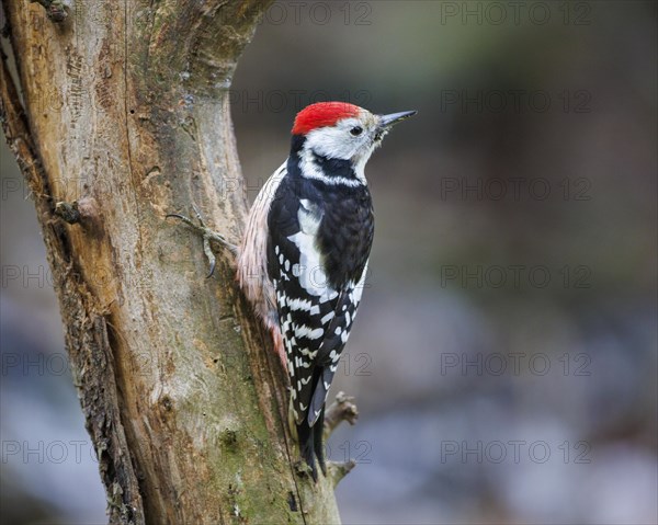 Middle spotted woodpecker