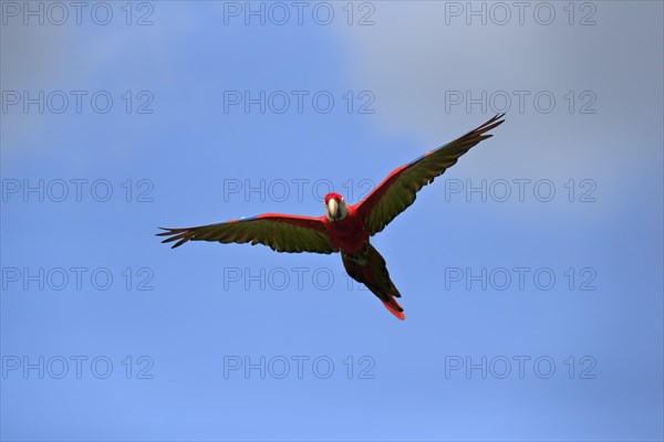 Scarlet macaw