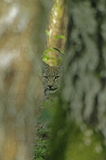 Eurasian lynx