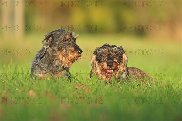 Rough-haired dachshund