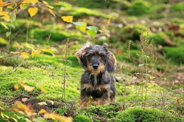 Rough-haired dachshund