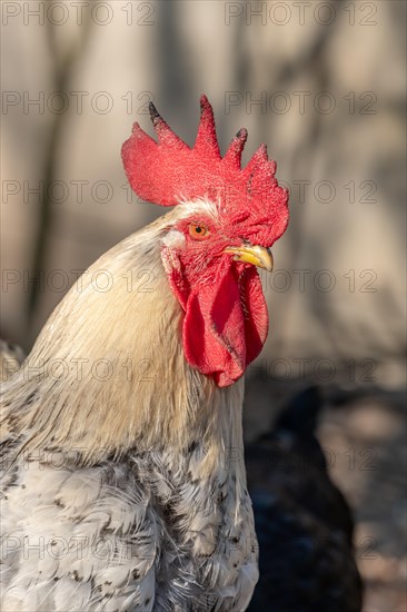 Portrait of a rooster in a chicken coop. France