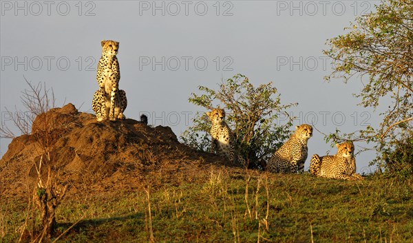 Cheetah