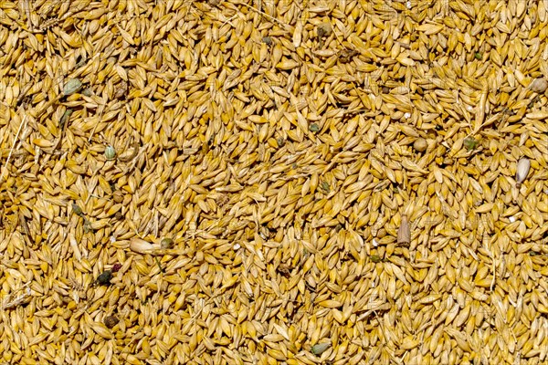 Freshly harvested wheat with husks