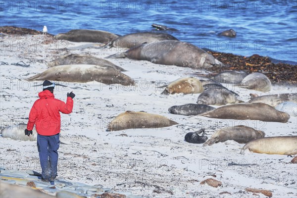 Biologist counting group of Southern elephant seals