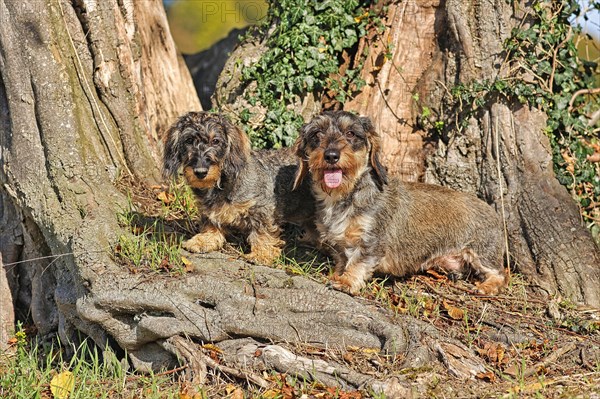 Rough-haired dachshund