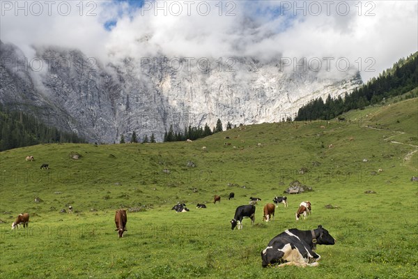 Cows on pasture