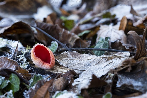 Scarlet elf cup