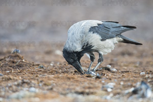 Carrion crow