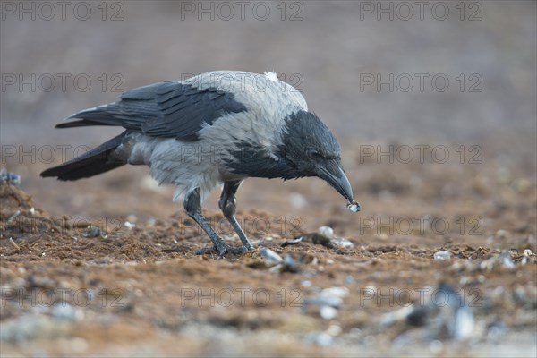 Carrion crow